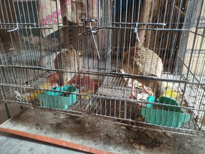 1 dakhni pair + 1 irani pair for sale eggs lay kerne keliye ready