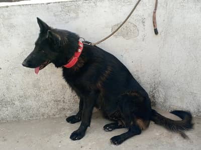 black GSD female very healthy