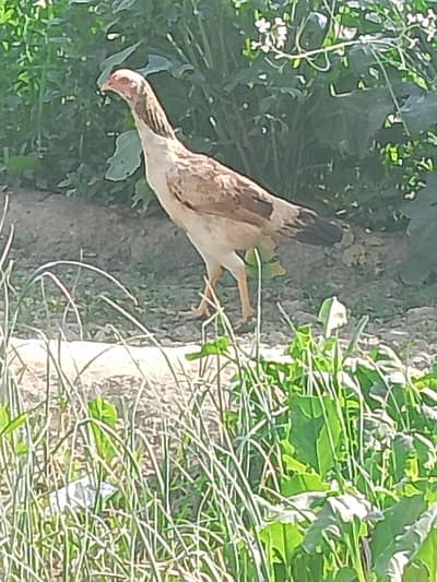 Aseel murgi or dasi chuza for sale