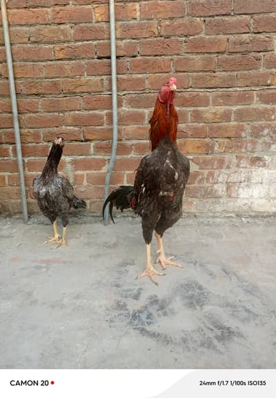 Aseel Saleti Breed