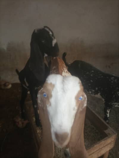 bkree maki chena or betal