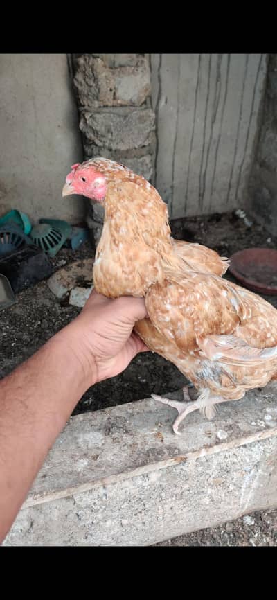 Ande Wali Murghi Zero Size Miawali