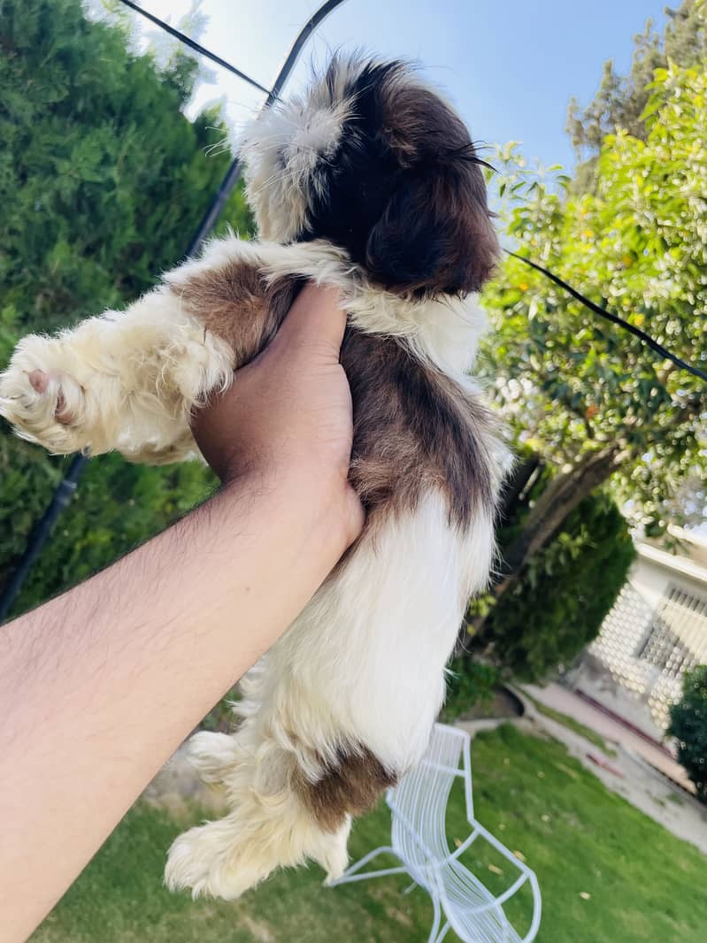Shihtzu 1