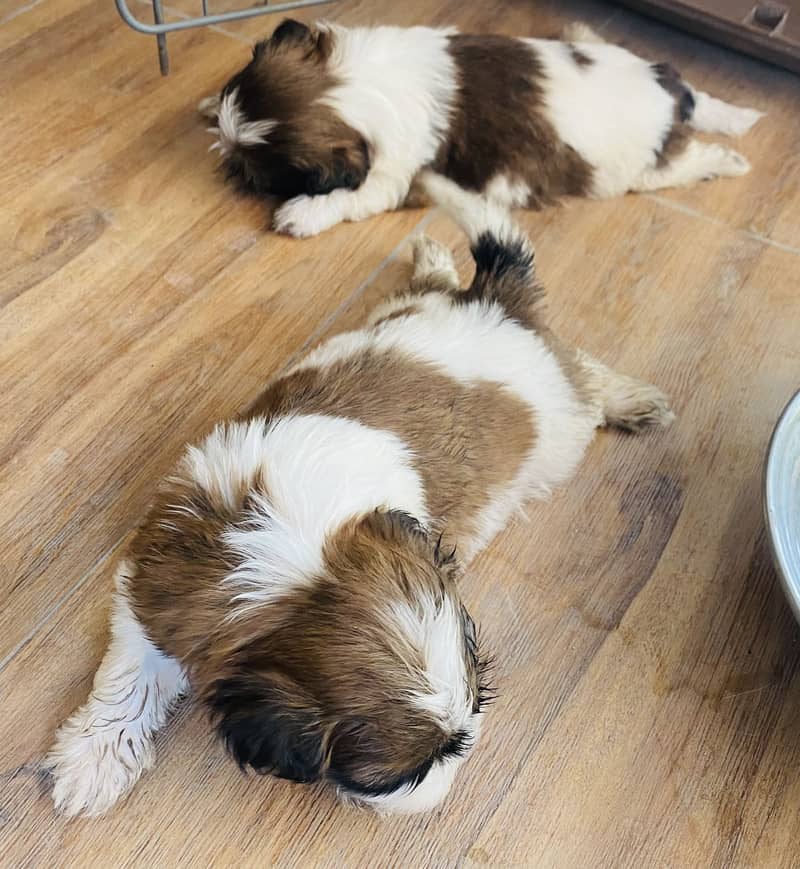 Shihtzu 2