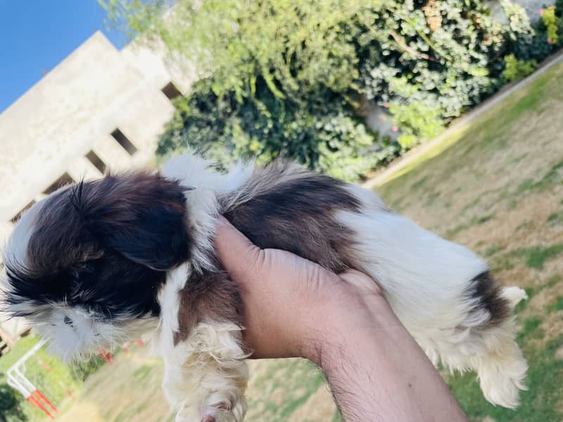 Shihtzu 3
