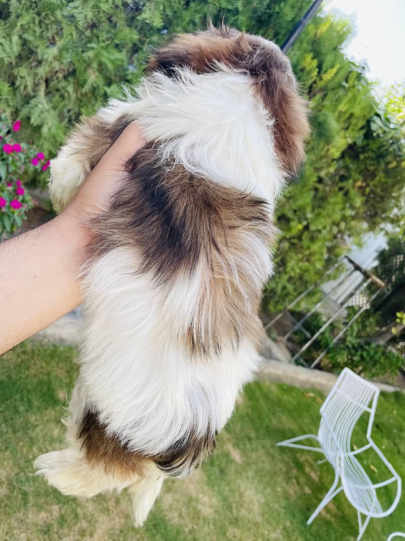 Shihtzu 10