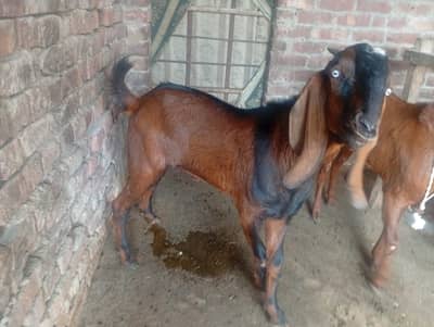 5 bakryfor qurbani 2026