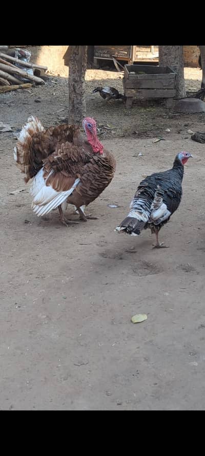 Red Burboun Turkey For sale
