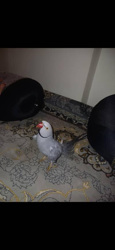 I am selling my grey colour  Ringneck parrot.