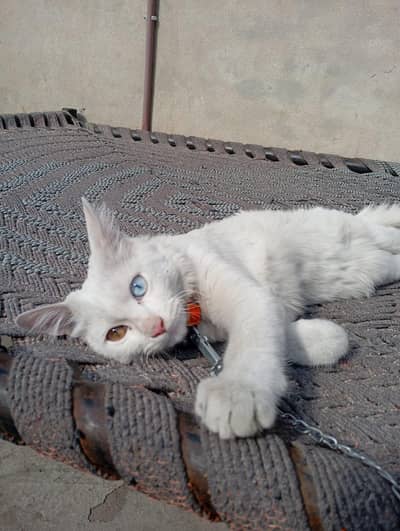 Six months old dual eye color Persian cat available