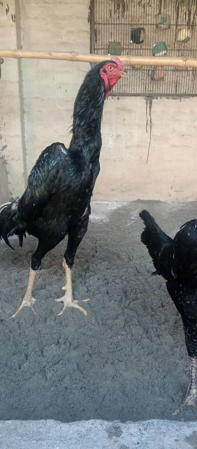 white black shamo breeders available