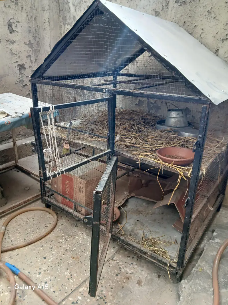 Big Parrot Iron Cage — photo 2