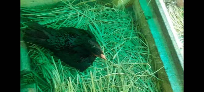 pure aseel kurak murgi