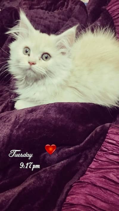 Persian cat available