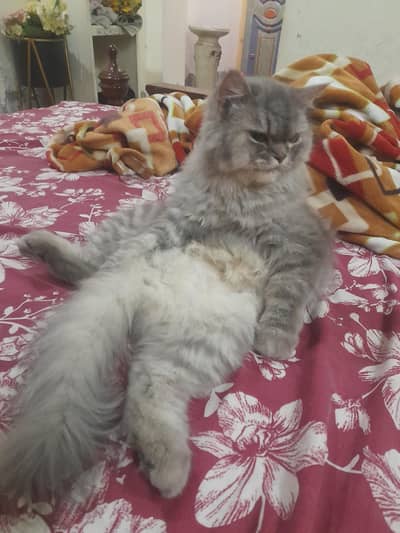 Persian coat cat female