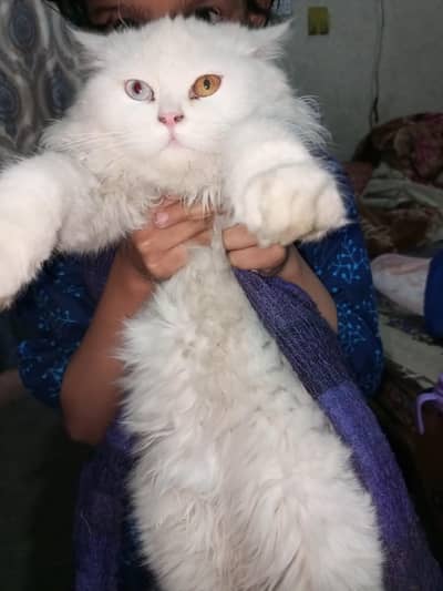 persia cat