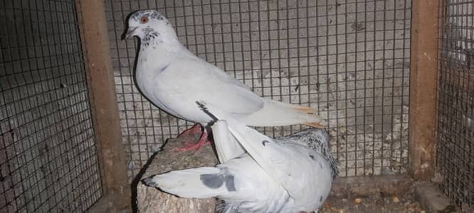 Lakha nar chatri wali madi jora for sale.