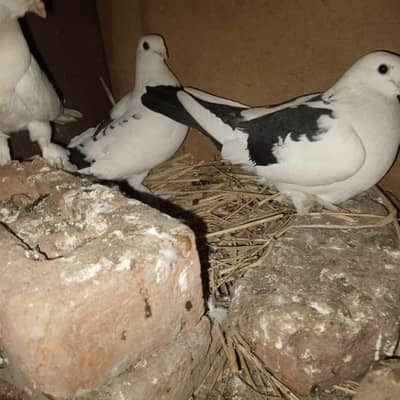 pure sentinat breeder pair with Egg