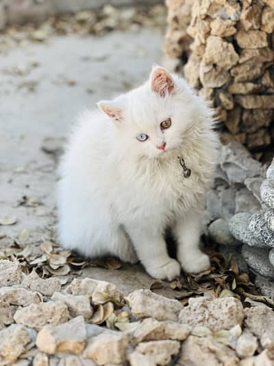Triple coated persian kittens white