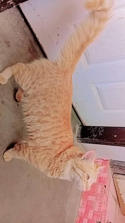 Cross par hai ye cat