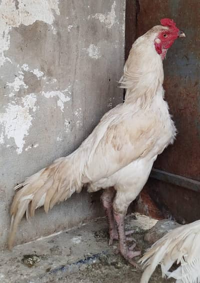 Aseel herra boska shade hai