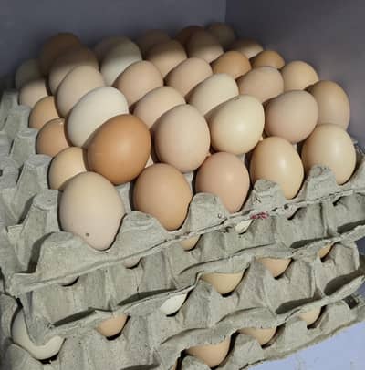 Australorp Eggs
