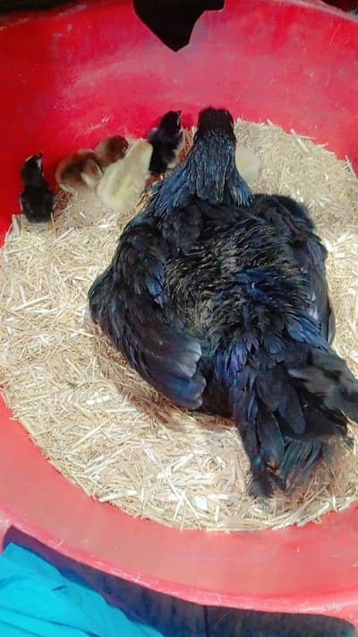 10 Pure Aseel Home Breed 2-Day Chicks Available