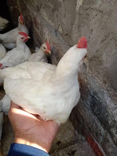 Hens . . . . . . . .