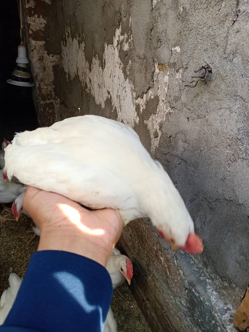 Hens . . . . . . . . 1