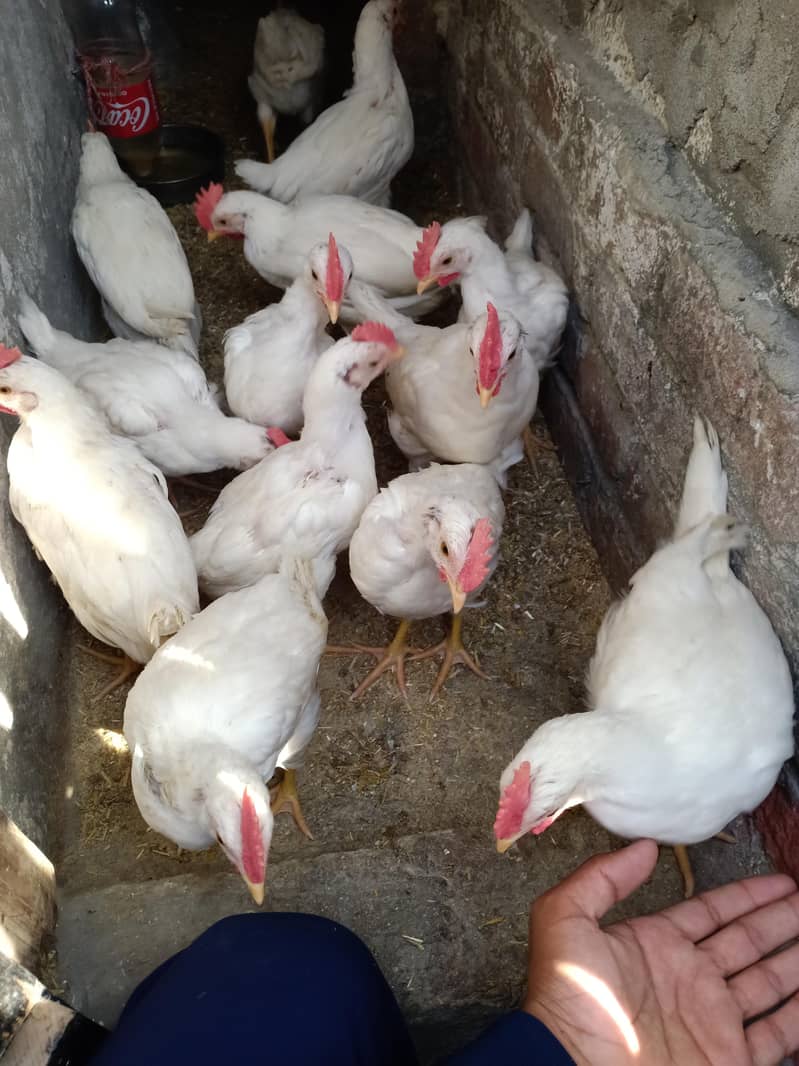 Hens . . . . . . . . 2