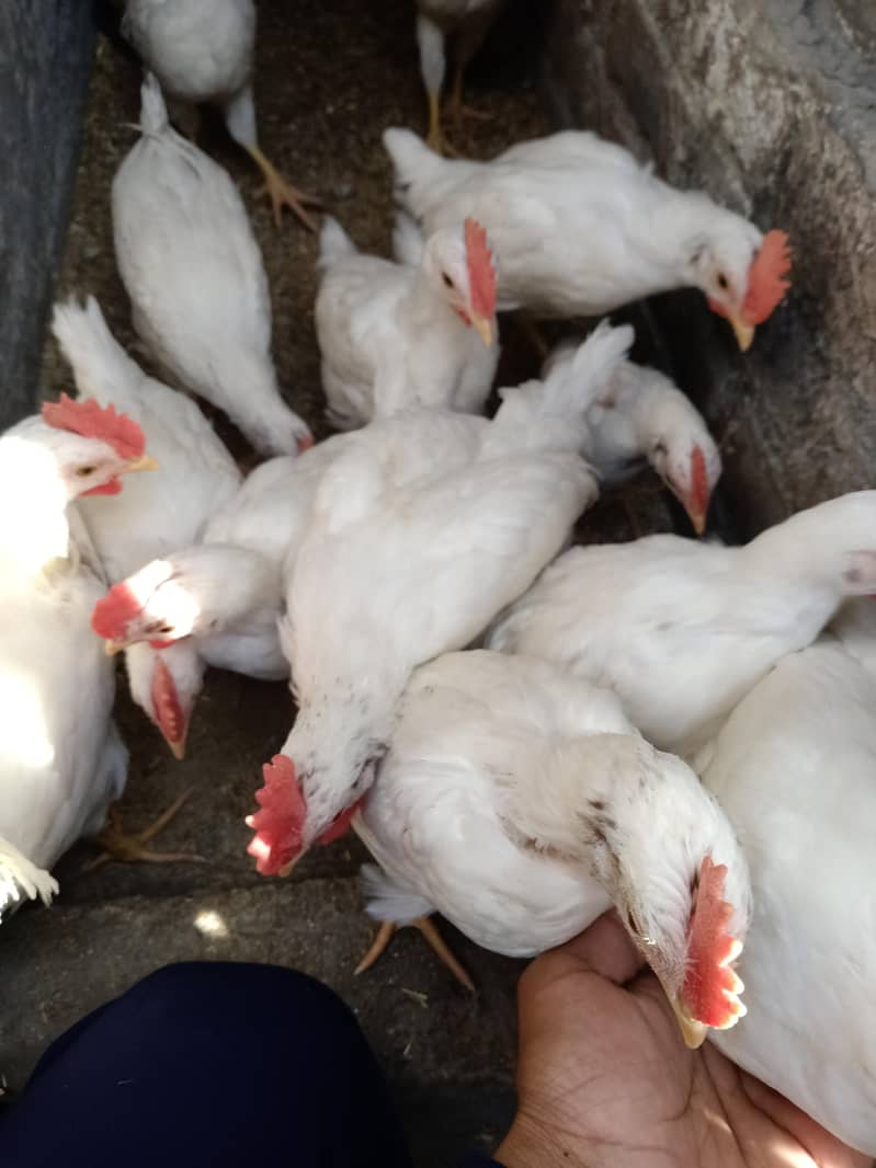 Hens . . . . . . . . 3