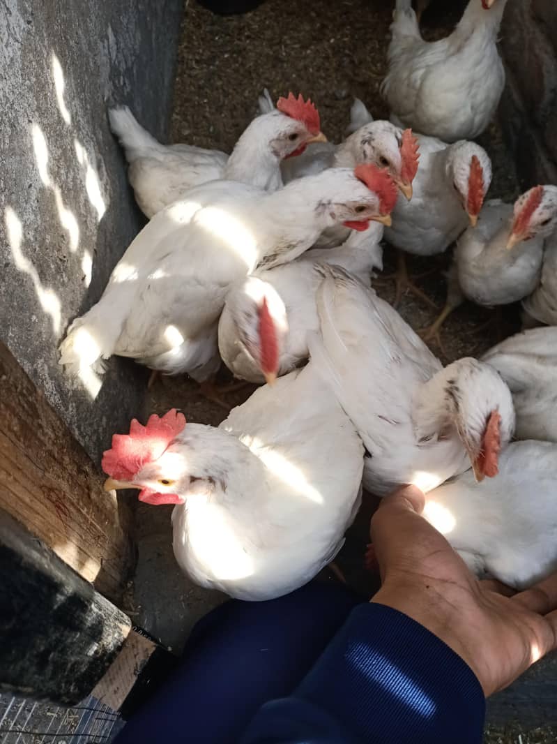 Hens . . . . . . . . 4