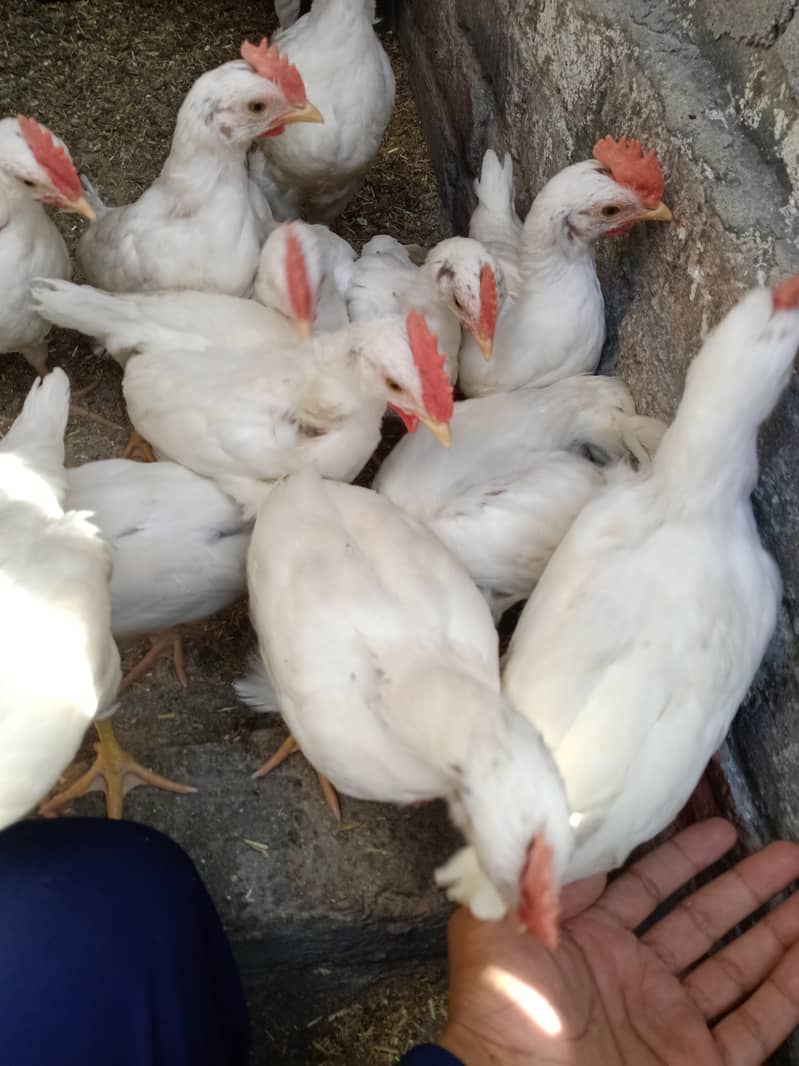 Hens . . . . . . . . 5