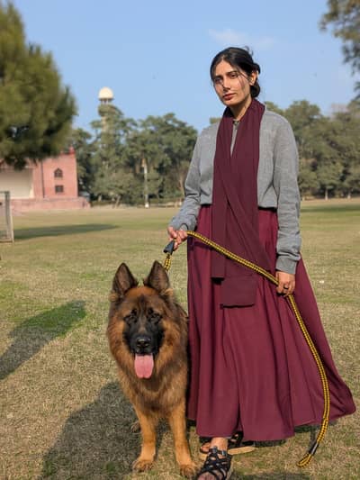 male for sale  .  triple look male  look like Dog  pinki pedigree male