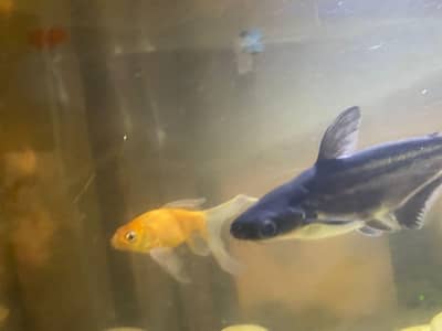 Blue line & shipping