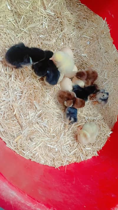 10 piece Pure Aseel Desi Chicks Available – 2 Days Old