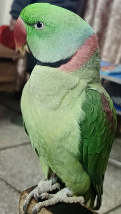 raw parrot tame pair 03367367820