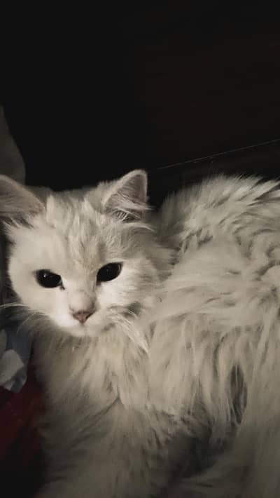White Persian cat for Sale