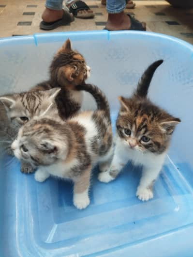 Cute & Healthy Persian Kittens Available