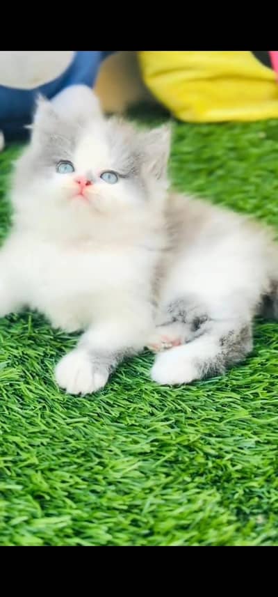 Quality Persian Punch face cat & kitten is03477878702Whatsapp