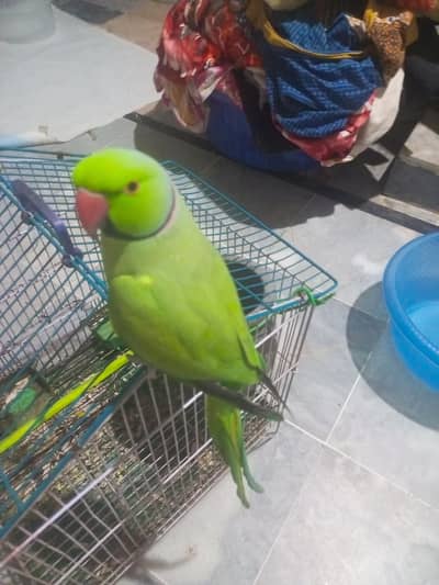 talking parrOt . . . Hand tame calling names