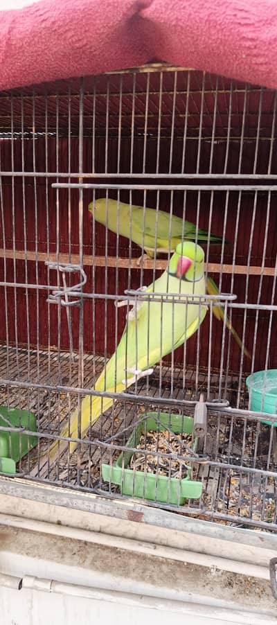 Ringneck Talking and Breeder Pair