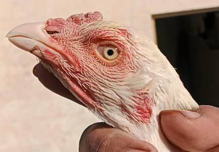 Quality Aseel white Heera Female Available. .