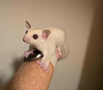 Sugar Glider Albino pair