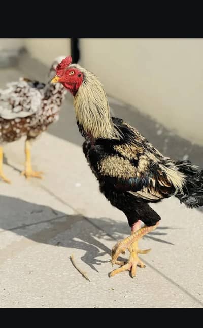 Aseel Murga for Sale 03025311096