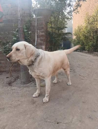 American labrador puppy looking for a new home cash on delivery