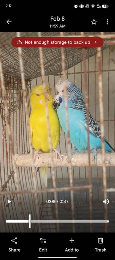 exhibition & hogoromo & king jumbo size