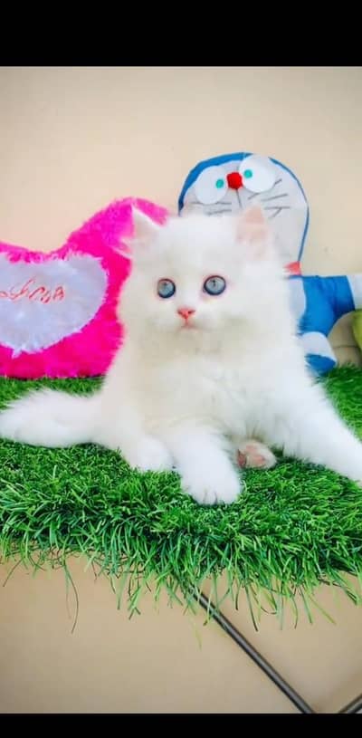 Quality Persian Punch face cat & kitten is03233614642Whatsapp