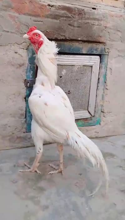 Aseelmurga 03041979402