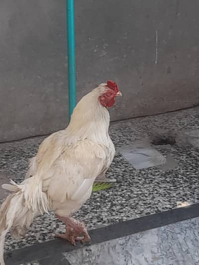 Heera Aseel Male for sale  ak ankh sy kana ha